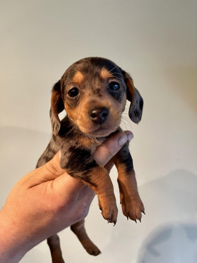Preview of the first image of Beautiful litter of Mini Dachshund puppies.