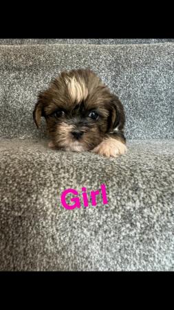 Image 3 of 4 beautiful shorkie puppies for sale