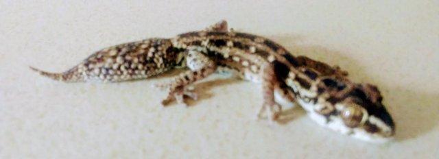 Image 4 of Baby Viper Gecko's Unsexed For Sale
