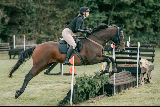 Image 1 of 16.1 Gelding All-rounder