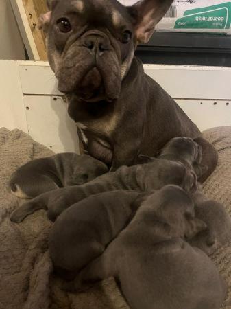 Image 3 of Frenchie bull dog pupsPictures available of mother and fat