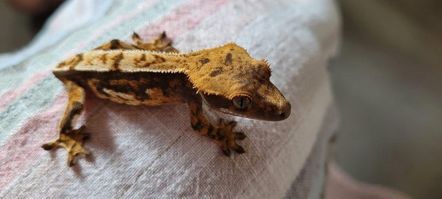 Image 4 of Beautiful tailless Crested gecko