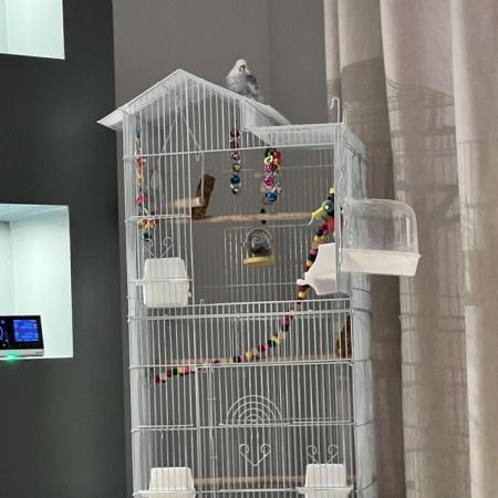 Image 4 of X2 Budgies plus cage, food and toys