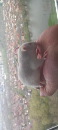 Image 6 of Male young rats ready for rehome in Glasgow (HUSKY)