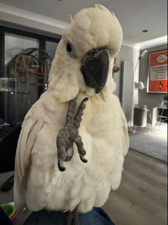 Image 3 of RARE Citron Crested Cockatoo 8 Months Old