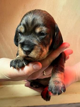 Image 3 of KC Reg Teckel Puppies - Wirehaired Dachshund