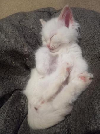 Image 4 of SOLD Pedigree Ragdoll kittens for sale £650 each