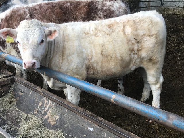 Preview of the first image of Lovley quiet Charolais heifer.