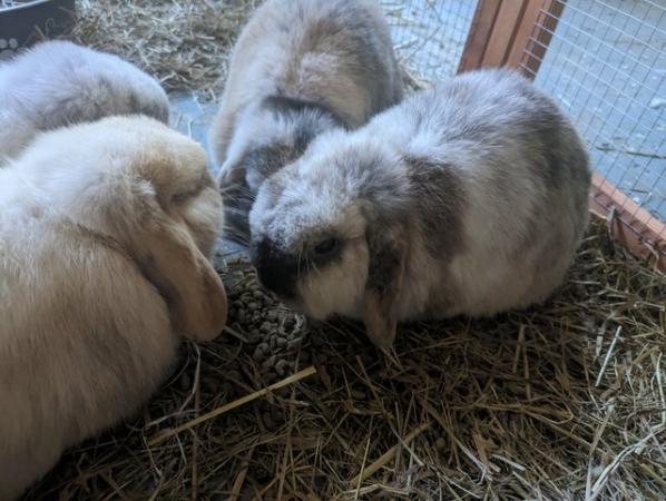 Image 1 of Friendly lop eared rabbits