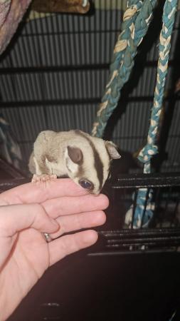 Image 1 of Sugar glider trio and 5ft cozypet cage for sale