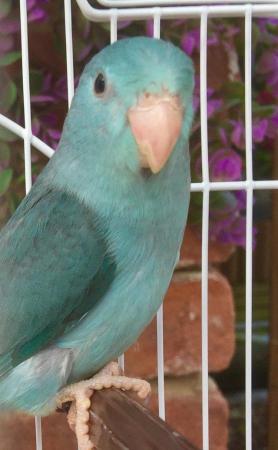 Image 8 of Celestial Parrotlet, pacific parrotlets