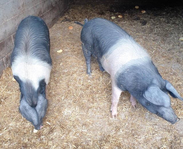 Preview of the first image of 2 Maiden Saddleback Gilts.