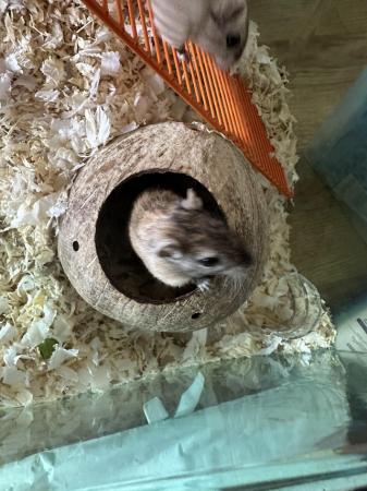 Image 5 of Girl Gerbils 3 months old come as a pair
