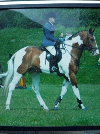 Image 1 of New advert 16.2hh gelding available for part loan