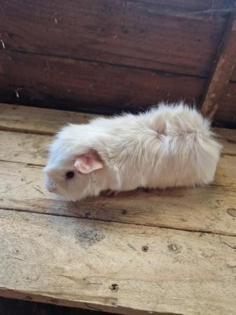 Image 4 of Young Boar Guinea Pigs For Sale