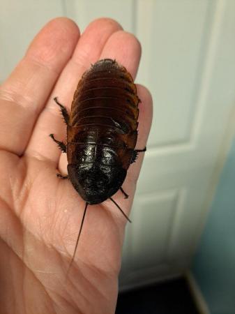 Image 5 of Madagascan hissing cockroach for sale