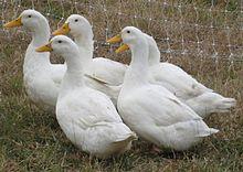 Image 1 of Wanted - 1 or 2 large female ducks