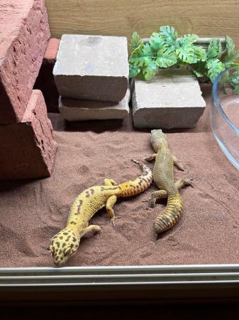 Image 5 of Lepoard Geckos 2 females for sale