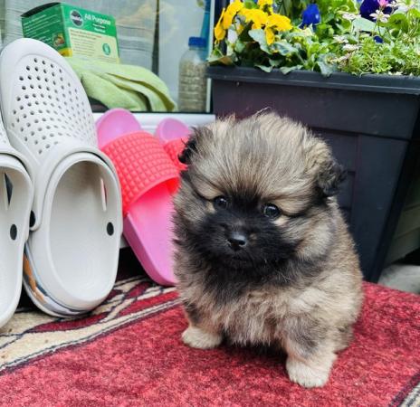 Image 2 of Pomeranian puppies for sale