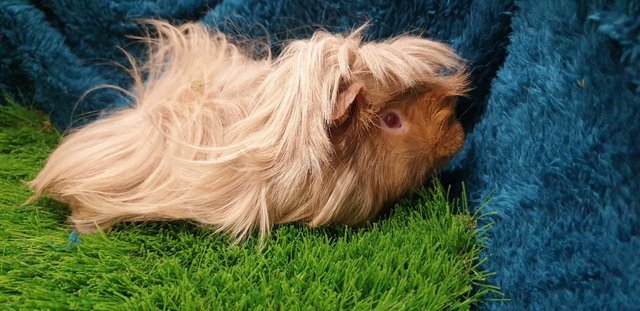 Image 4 of Selection of lovely Male (Boars) Guinea Pigs for Sale
