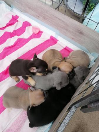 Image 5 of French bulldog puppies ready in 3 weeks