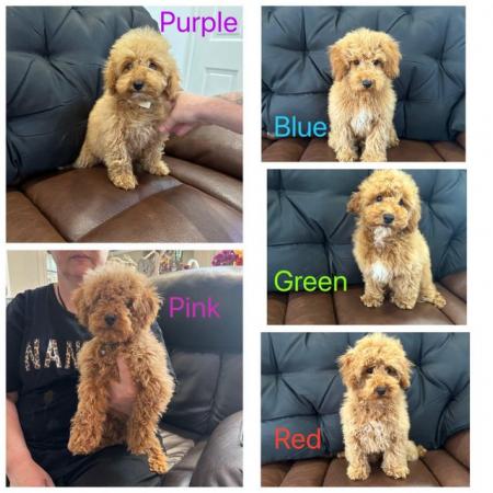 Image 1 of QUALITY KC REGISTERED RED TOY POODLE PUPPIES