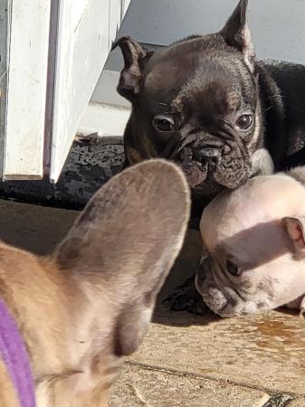 Image 1 of French bulldog pups looking for there forever homest