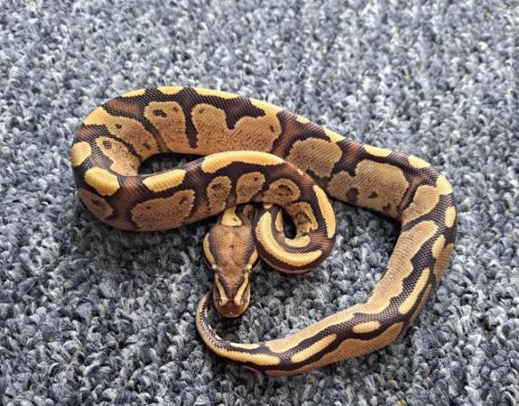 Image 6 of Baby Royal Pythons Available