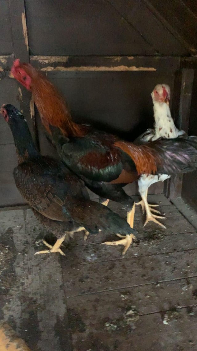 Preview of the first image of Shamo cock and hen very friendly.