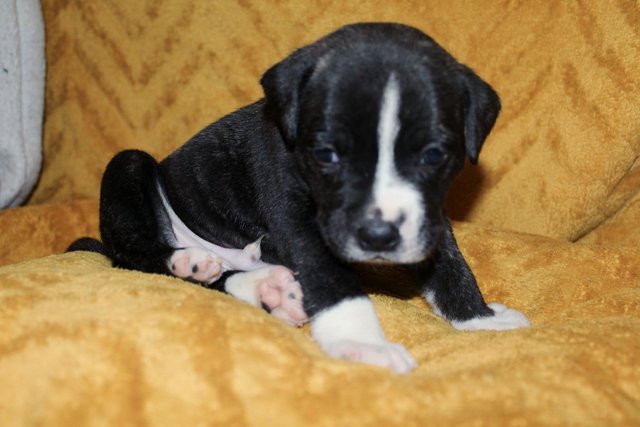 Image 2 of Ready now! blue/black + blue/fawn staffies
