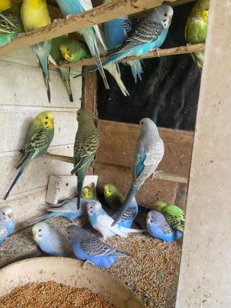 Image 10 of Baby budgies for sale please message