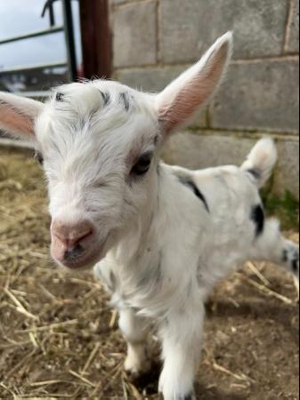Image 12 of Registered Male Dwarf Dairy Goat Kids like Nigerian Dwarf