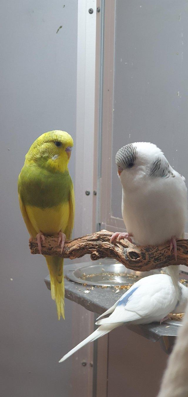 Preview of the first image of Baby Budgies available for sale now.