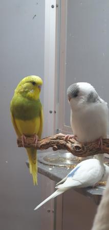 Image 1 of Baby Budgies available for sale now