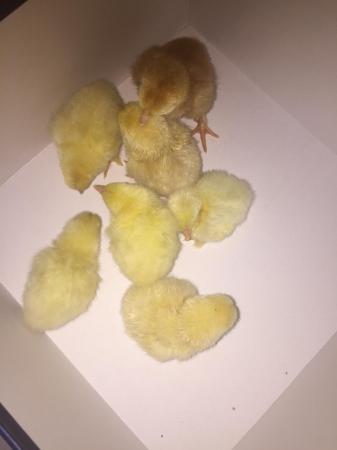 Image 3 of (Only 13 left) Mixture of bantam and Rhode Island Red chicks