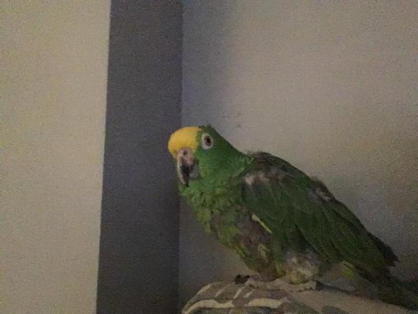Image 5 of Green Amazon parrot for sale, requires experienced owner