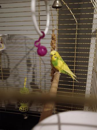 Image 2 of Budgies for sale 1 baby and breeding pair