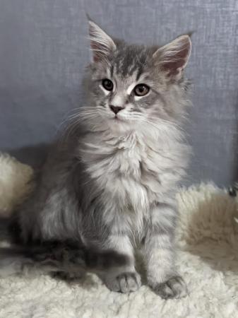 Image 2 of Stunning silver blue smoke Maine Coon Stud GCCF