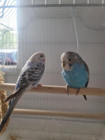 Image 1 of 2 young budgies, all included £100