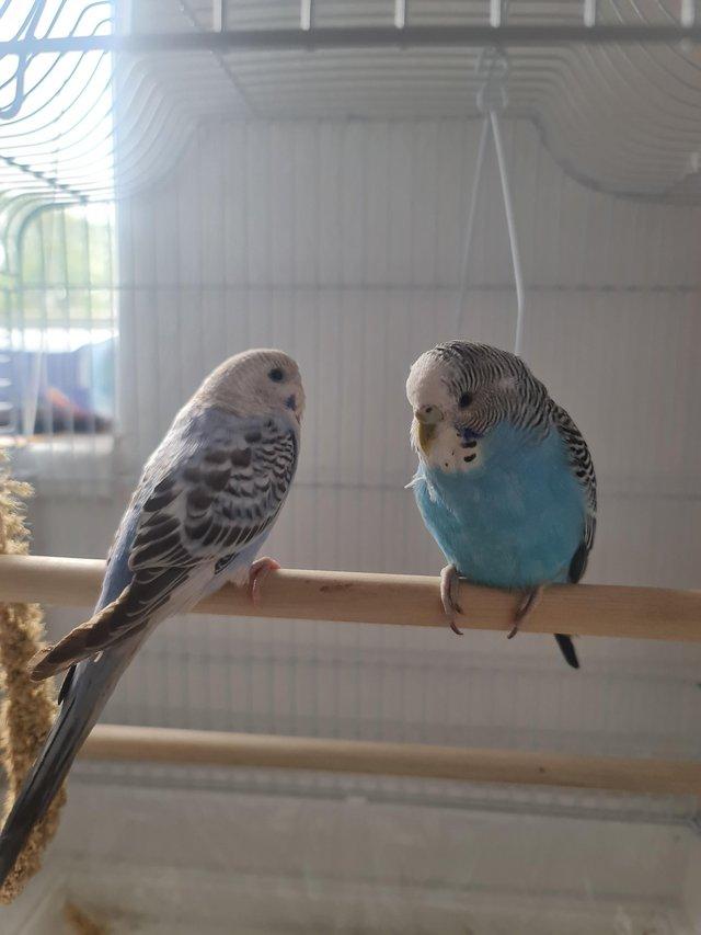 Preview of the first image of 2 young budgies, all included £100.