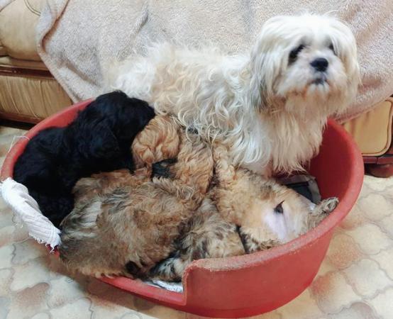 Image 2 of Cuddly Shihpoo Puppies - READY NOW!