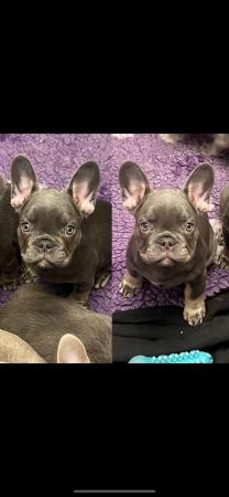 Image 6 of French bulldog puppies top quality lilac pink fluffy