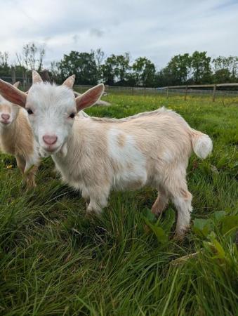 Image 2 of Young pygmy goat billy for sale