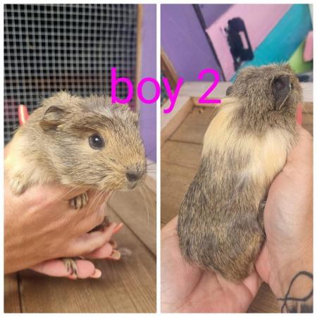 Image 5 of Baby Boar Guinea Pigs ready for new loving homes