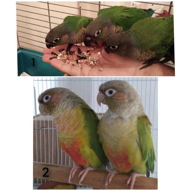 Preview of the first image of Green cheek and pineapple Young Conures (Doesn't Bite).