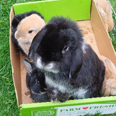 Image 5 of Cute 5 week old and 5 month old ni lops ready to be re-homed