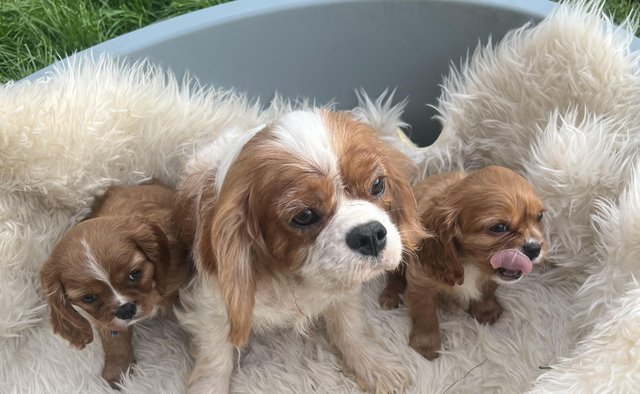 Image 5 of Cavalier King Charles Spaineil pups