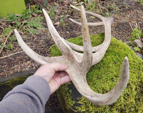 Image 3 of A Very Large Stag Antler In Good Used Condition