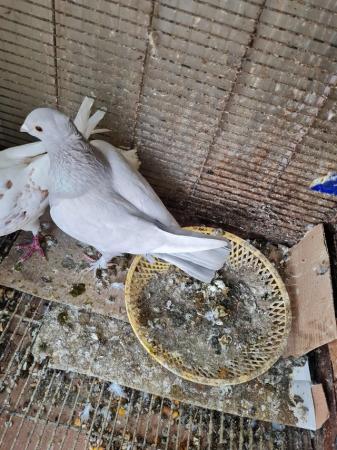 Image 4 of Doves and pigeons for sale