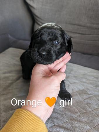 Image 4 of Miniature Labradoodle Puppies